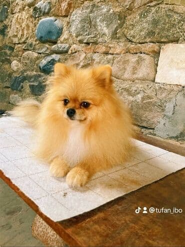 дрессировка собак баку: Şpitz — 11