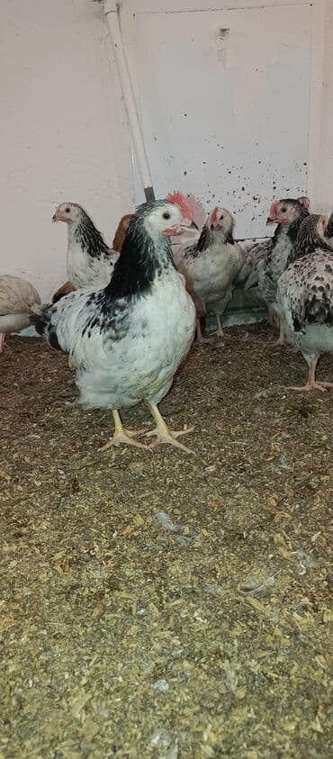 hələb keçisi haqqında məlumat: Toyuq, Broyler, Ətlik — 9