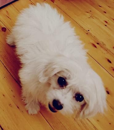 heyvan mal: Maltipu (Maltese x Poodle) balaları - Mini ölçü, kompakt bədən — 3