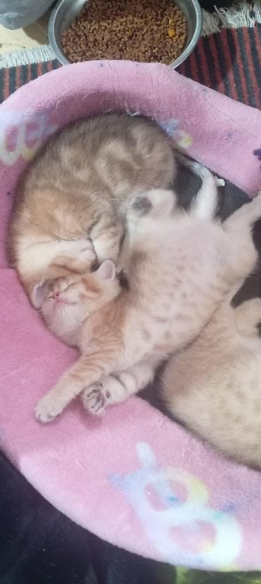 pisik sekileri: Britan, Yaxşı əllərə — 4