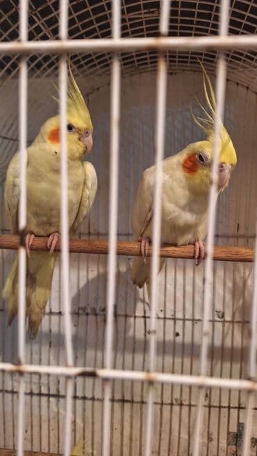 кольчатый попугай цена: Karella iki ədəd bir dişi bir erkək təmiz dağistan sortudur xahiş — 6