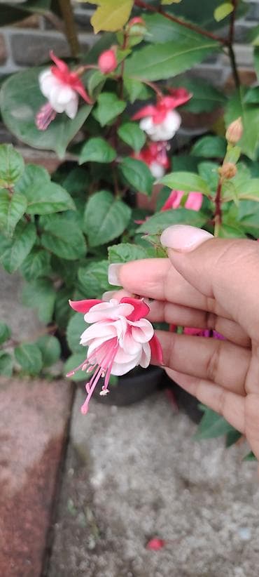 balı: Məhsul: dekorativ saksı bitkiləri – Fuşya (Fuchsia) və Koleus (Coleus) — 4