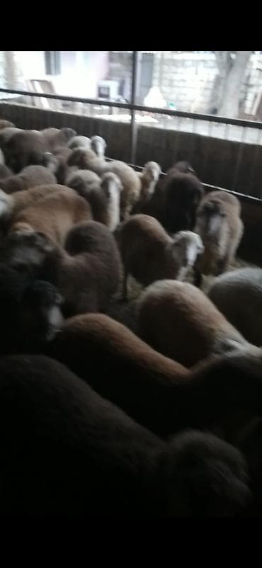 cins inəklərin satışı: Salam qardaşlar 70 baş əmlik quzular satıram kom 255 istəyən zənq — 3