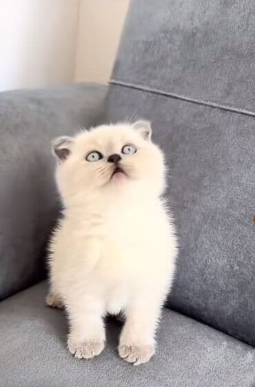 Erkək, Dişi, Yaxşı əllərə, Ünvandan götürmə, Pulsuz çatdırılma, Ödənişli çatdırılma