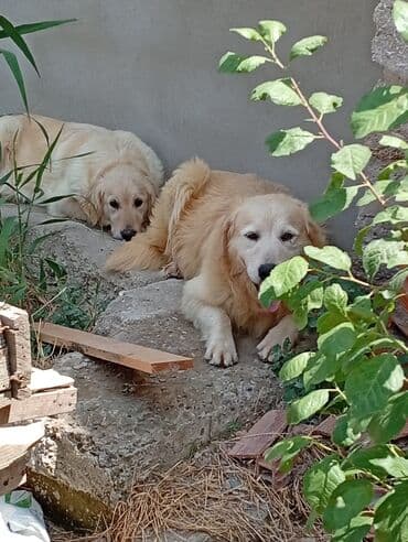 ingilis setteri it cinsinin adı: Retriever — 2