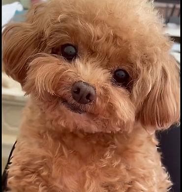 heyvan satişi: Pudel, 7 ay, Dişi, Peyvəndli, Pulsuz çatdırılma — 1