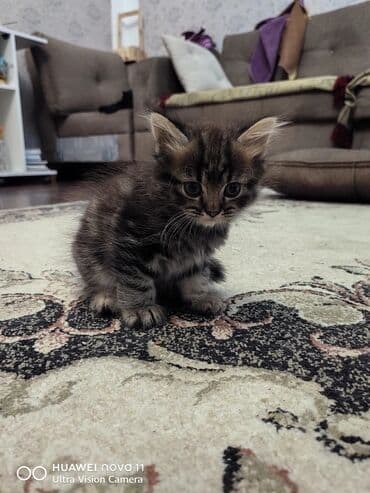 золотая шиншилла котенок: Qızıl şinşilla — 4