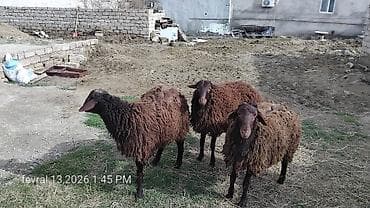 pisik ucuz: Qoyunlar – 3 baş, yerli cins (qəhvəyi rəngli, uzunqulaq). - Quyruqlu — 2
