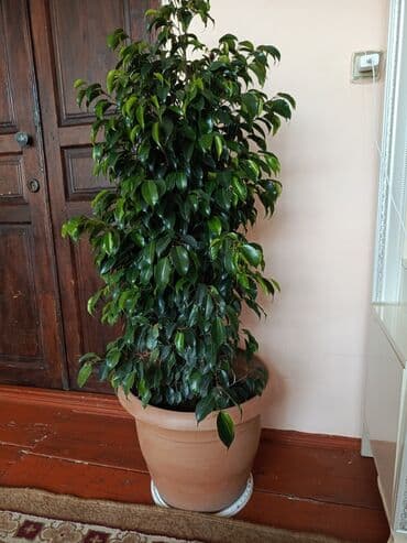 бак для воды купить в баку: Satılır — 2