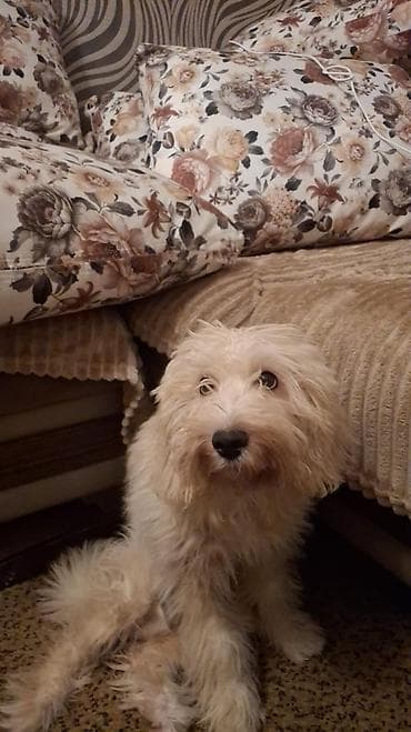 yeni il 2021: Dekorativ Sadə Yastıq — 1