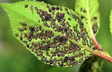 dirnaq tipsi instagram: Niyə məhz Arrivo? ​Sürətli Təsir: Vurulduğu andan etibarən — 2