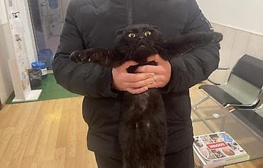 sahiblenmek: Şotland yastı qulaq, Yaxşı əllərə — 4