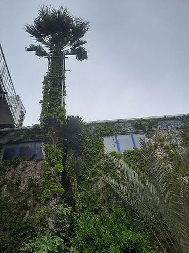 yasemen agaci: Dekorativ palma ağacı – Washingtonia robusta (fan-palma) - Növ — 1