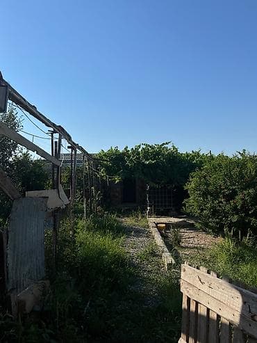 berde ev: Bağ sahəsi və yardımçı tikili - Üzüm tağları ilə örtülü, yaşıllıqla — 4