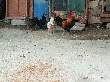 heyvanlar quşlar: Salam cavan heyvanlardı damazlığ hevanlardı (1 xoruz 2 fərə ördək ) 1 — 5