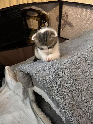 keci: Yaxşı əllərə — 2