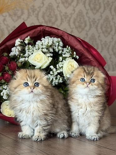 🐾 Chinchilla Longhair bala pişiklər ✨ Saf cins Chinchilla Longhair