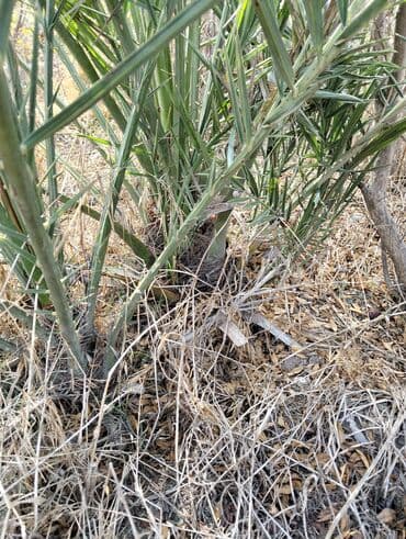 tinglər: Xurma palmaları – dekorativ və meyvəlik ting - Bitki növü: Xurma — 1