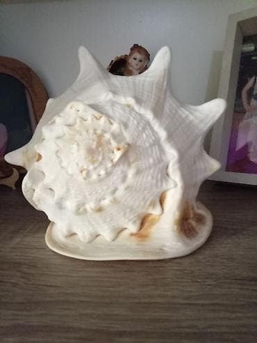 divar dekorlari: Dekorativ böyük dəniz ilbizinin qabığı - Material: təbii dəniz qabığı — 2