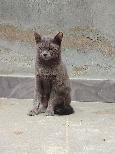 pişik boz: Yaxşı əllərə — 1