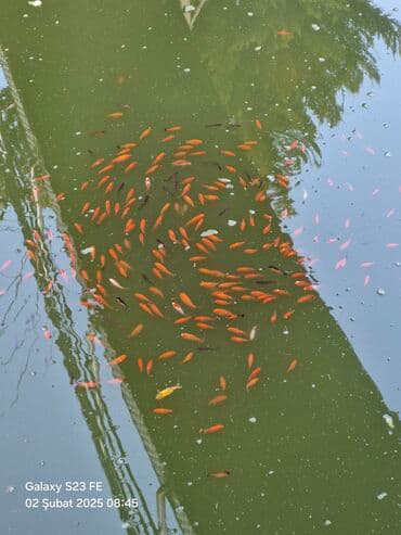 betta balıq: Qızıl balıq, Sülhsevər, Ünvandan götürmə — 4