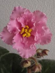 Gübrələr: Цветущие фиалки.По 10 м — 1