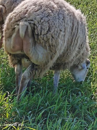 it balası satışı: Quzuluq üçün saxlanılan yerli qoyunlar - Cins: yerli qarışıq ət-yun — 1