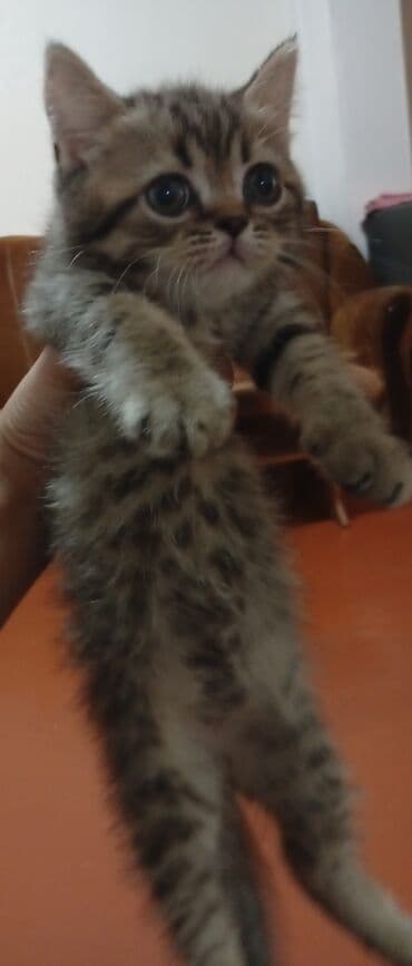 где можно купить котенка: Şotland, Dişi, Yaxşı əllərə — 1