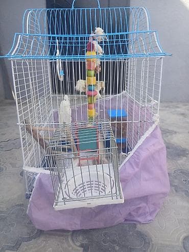 Qəfəslər: Iki ədəd böyük qəfəs satılır biri 20 m bütün aksisuarlarıyla birlikdə — 6