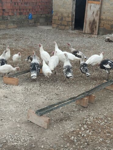 hinduşka əti qiyməti: Quşlar Gilezidedi hamsi bir yerde 35 den satilir kimese 2.3 dene — 3