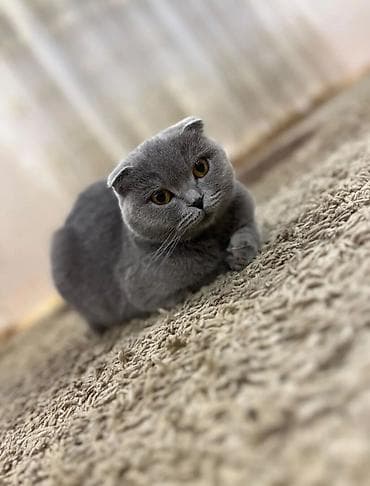 quru pişik yemi: Şotland yastı qulaq, Erkək, Yaxşı əllərə, Ünvandan götürmə — 1