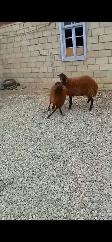 coban axtarilir: 7 ayliq di saglam qurbanliq ucun yararlidi — 5