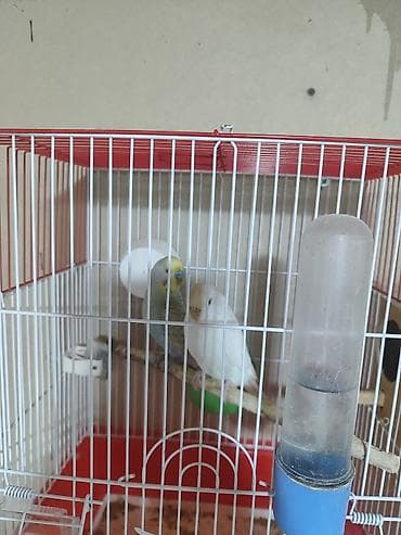 karella tutuquşu: Iki cüt bala verməyə hazır cüt. bir cütü 30manata. Savxoz Ramanada — 5