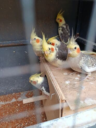 xamyak yuvası: Tofiq (nimfa) tutuquşuları – müxtəlif rəng mutasiyaları - Növ: Nimfa — 1