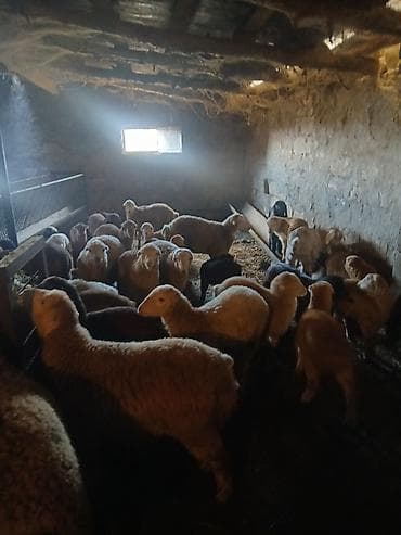 ordek satilir: Əvvəla salam aleykum 55 baş qoyun 2 qoç 42 quzu satılır öz damazlıq — 4