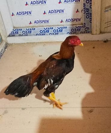 Dovşanlar: Salam. Güclü cins həyrati becələr satılır. Fərqli cinslərdi fərqli — 4