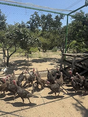 hinduşka balaları: Məhsul: Amerika Bronz Hind quşları 60 ədəd var. Təsvir: - Şəkildə — 1