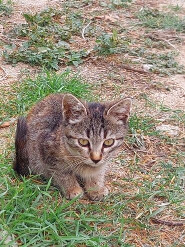 отдам кошку в хорошие руки: В добрые руки — 10