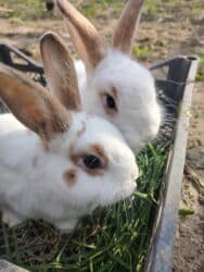 karlik dovşanlar: Ağ tüklü, qəhvəyi ləkəli dovşan - Yumşaq, sıx örtüklü ağ yun — 11