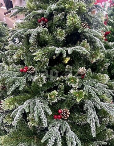 yolka ağacları: Yolka — 2