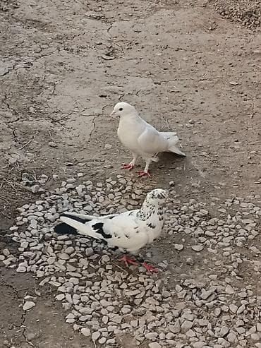 heyvanlara verilən xüsusi adlar: Salam. Quslar satilir tam saglam heyvanlardi 2side mayadi. Istiyen — 2