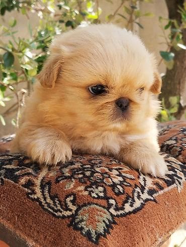 ov iti satisi: Pekines — 8