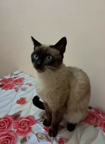 где продаются кошки: Сиамская, Самец, Для вязки, Самовывоз — 1