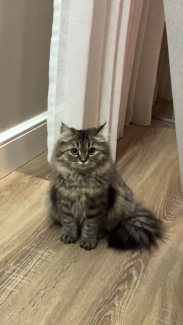 at satisi azerbaycan: Dişi, Ünvandan götürmə — 1