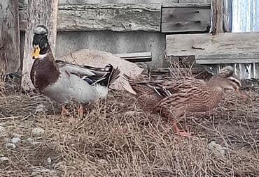 Lincoln: Самец, Для разведения — 4