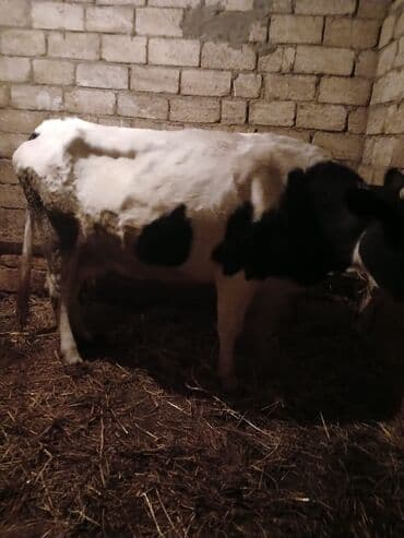 sudluk inekler: Süd inəyi satılır. - Cins: qara‑ağ (Holşteyn tipli) - Rəng: ağ — 2