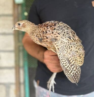 itlerin pulsuz verilmesi: Qafqaz qırqovulu, həm Qafqaz, həm də Qırqovulu növlərinin — 9