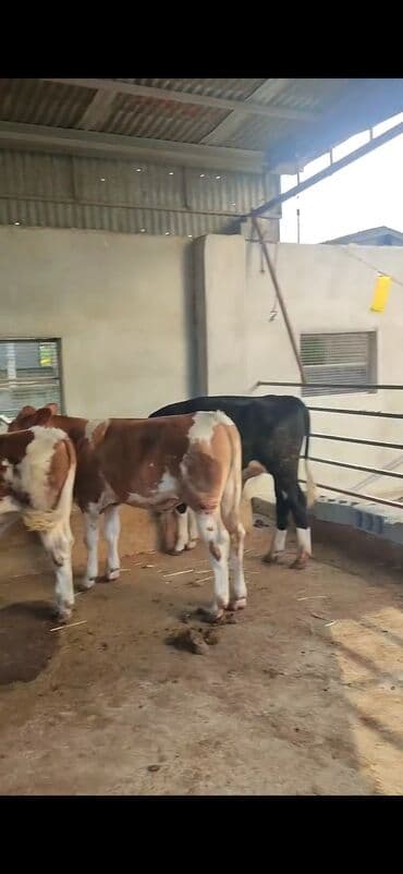 simmental ineklerin satisi: Satış: Qaramal buzovları - Növ: Simmental tipli ətlik/südlük — 6