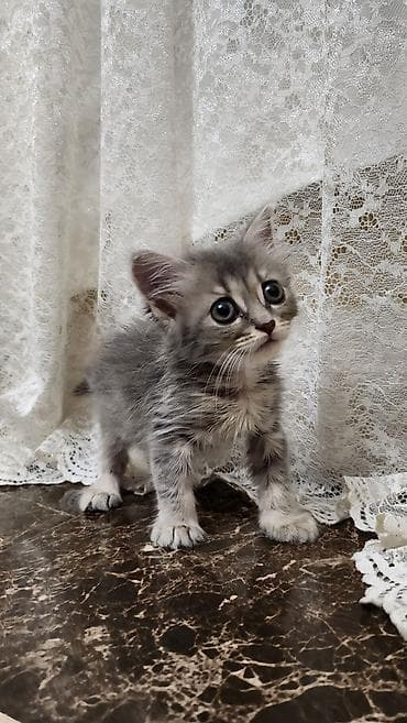 pişiy: Şotland uzun tüklü, Yaxşı əllərə — 6