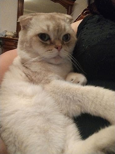 pişik yuvası: Şotland yastı qulaq, Erkək, Cütləşmə üçün — 5